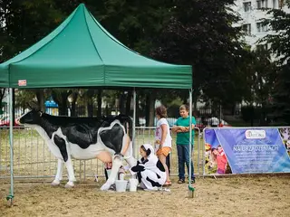 Konkurs dojenia sztucznej krowy - Organizacja Imprez, Pikników, Festynów