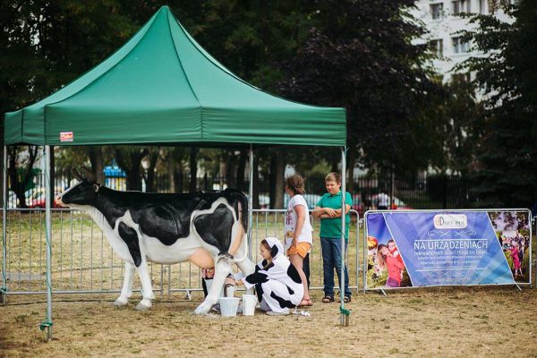 Konkurs dojenia sztucznej krowy - organizacja imprez plenerowych